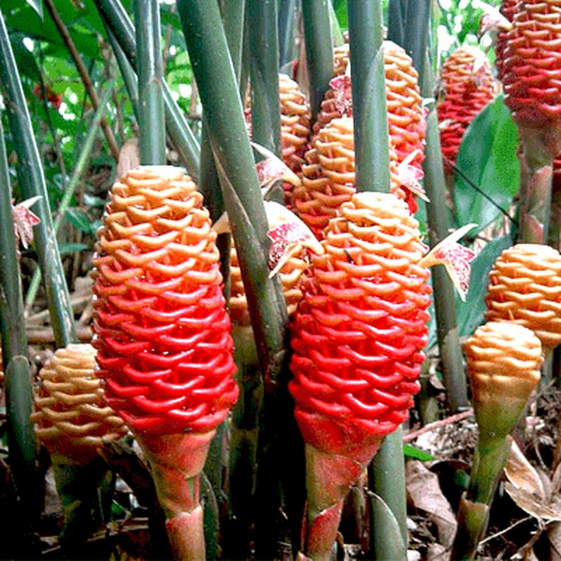 Beehive Ginger, Zingiber spectabile – Plant | Plants ...